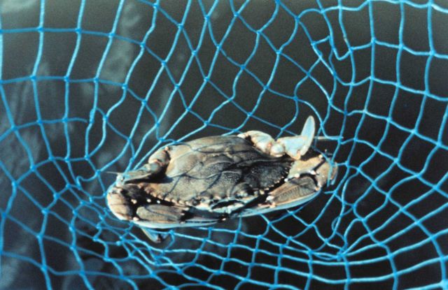 A Maryland Blue Crab, Callinectes sapidus, caught in a hand net. Picture