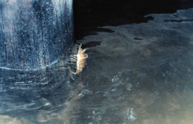 Blue crab, Callinectes sapidus, on a piling Picture