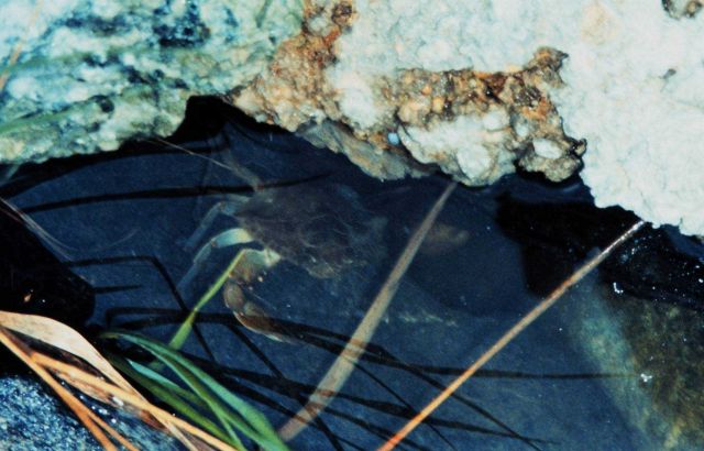 A Maryland Blue Crab, Callinectes sapidus, seeking shelter under a rocky ledge. Picture