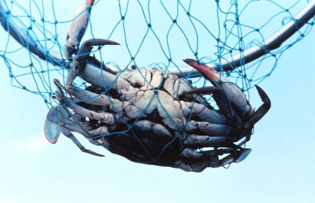 A mature female blue crab (Callinectes sapidus), known colloquially as a 