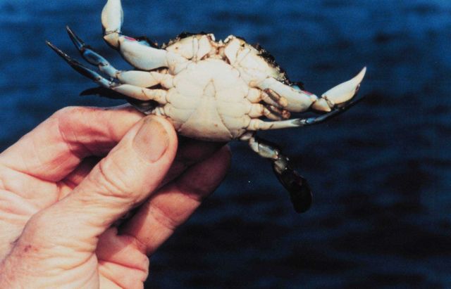 An immature female blue crab (Callinectes sapidus) Picture