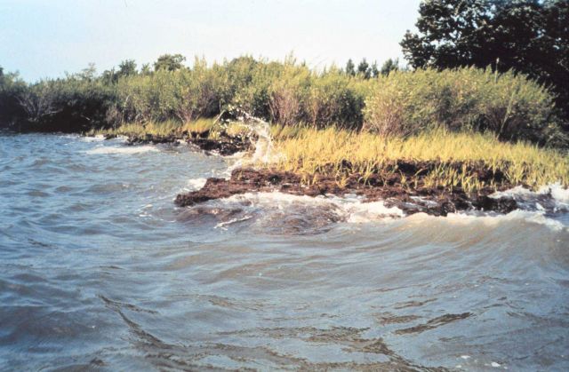 Like most areas in Chesapeake Bay, Wye Island suffers from the scourge of erosion as waves beat against the shoreline. Picture