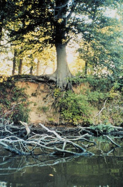 A large tree has a tenacious, if tenuous, hold on an eroding bank along Solo Creek, Wye Island. Picture