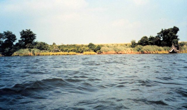 View of the Wye Island Natural Resources Area from the Wye River Picture