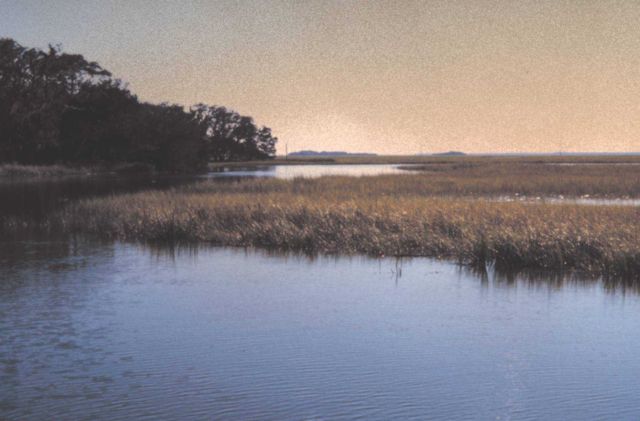 Salt marsh at high tide, at the south end of Sapelo Island Picture