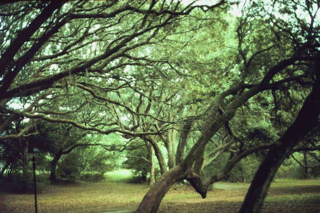Live oaks stretch outward and upward Picture