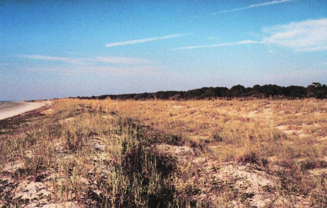 Primary dunes. Picture