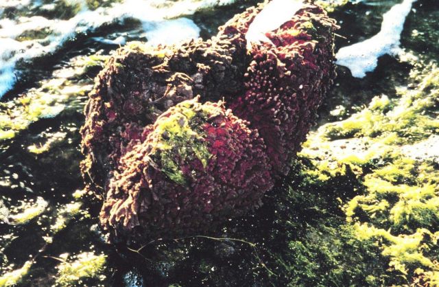 Redbeard sponge in the intertidal zone with a white feather caught in one of its crevices. Picture