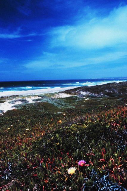 Looking over the dunes to a sandy beach at Surf Picture