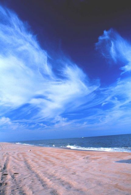 Looking north at Delaware Seashore State Park Picture