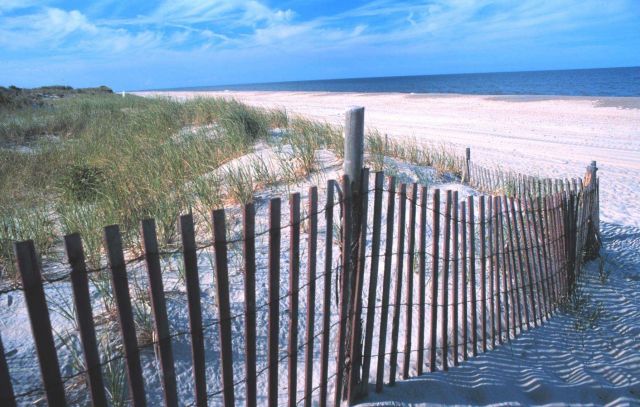 Looking from the dune line to the north at Delaware Seashore State Park Picture