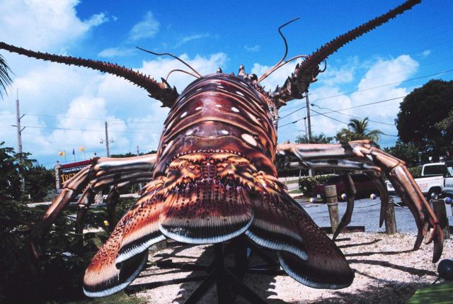 A giant spiny lobster is an attraction at Treasure Village Picture