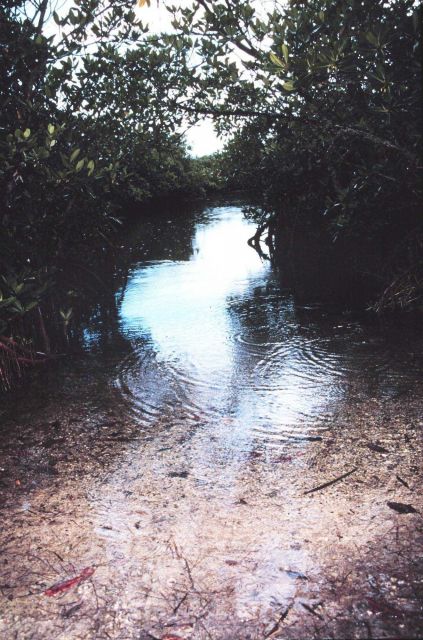 Mangrove swamp habitat at John Pennekamp Coral Reef State Park Picture