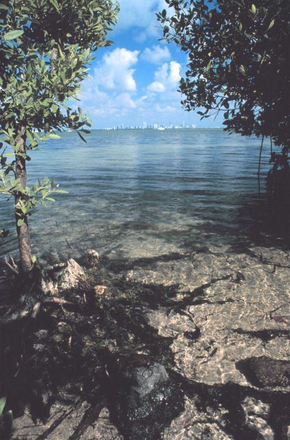 Looking north to the City of Miami across Biscayne Bay Picture