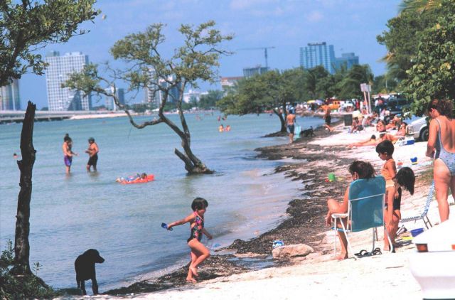 Key Biscayne Beach on the bay side of the island Picture