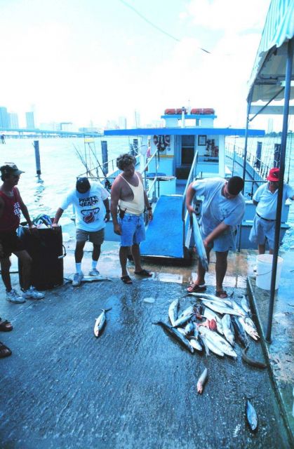 King and Spanish mackerel being offloaded from a charter boat Picture