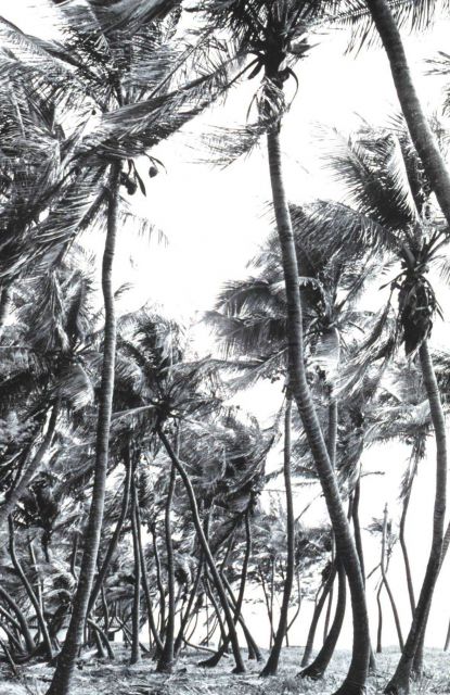 A profusion of palm trees at aptly named Palm Beach Picture