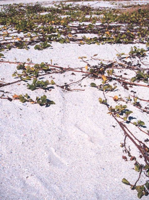 A view of the beach along the Gulf of Mexico Picture