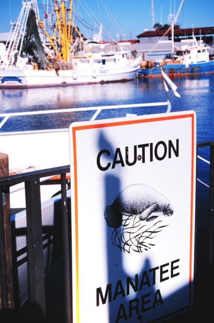 Look out for the manatee! Picture