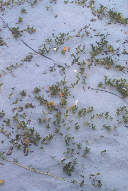 Colonizing plants help stabilize the dunes Picture