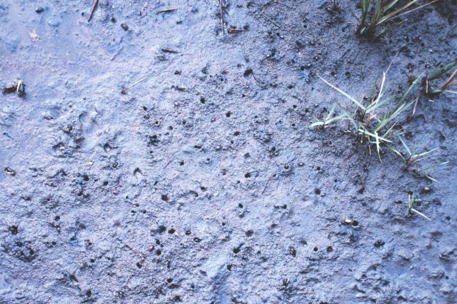 Tidal mudflats Picture