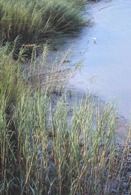 Tidal mudflats Picture