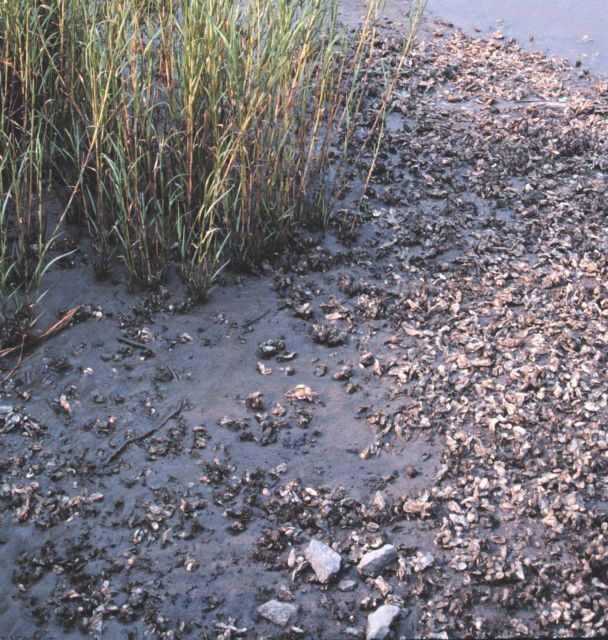 Tidal mudflats Picture