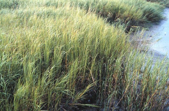 Tidal mudflats Picture
