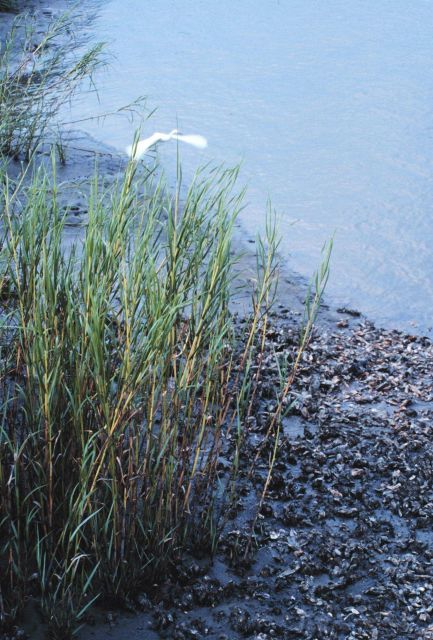 Tidal mudflats Picture