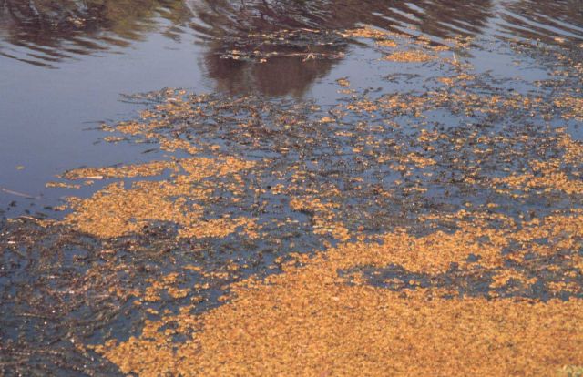 Submerged aquatic vegetation within a pond in the Mississippi Delta Picture