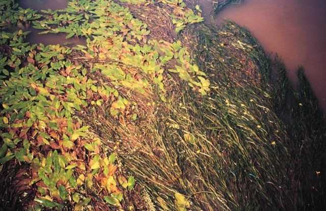 Submerged aquatic vegetation within a pond in the Mississippi Delta Picture