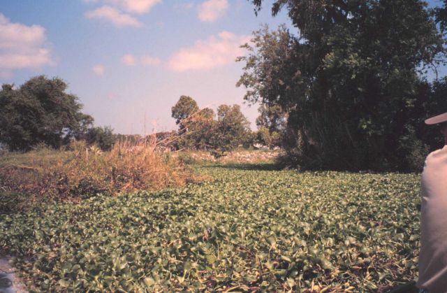 Water hyacinth, an exotic, filling a canal Picture