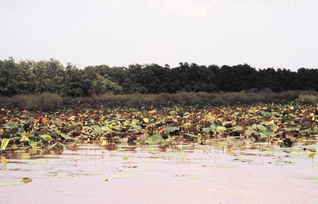 Lotus plants differ from water lilies in the shape of the leaves and the seed pods. Picture