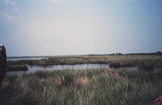 Broken marsh in Barataria Basin just west of the levee Picture