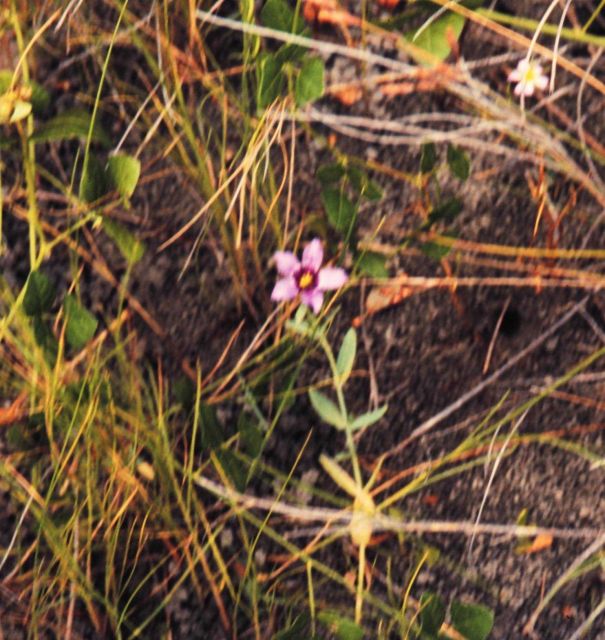 Delicate flowers are common within Louisiana coastal marshes. Picture