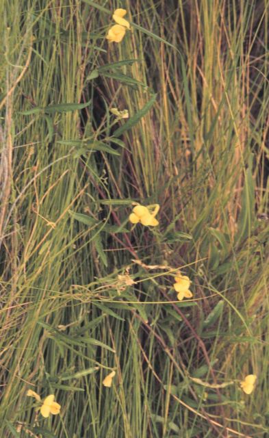 Deer pea is a common marsh plant that plays an important role in nitrogen cycling. Picture