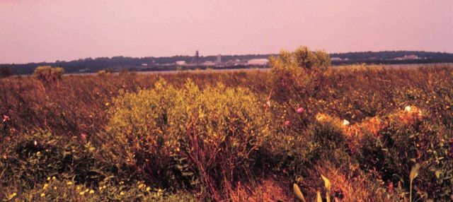 Large pink and white flowers are marsh mallows, a wild relative of hibiscus Picture