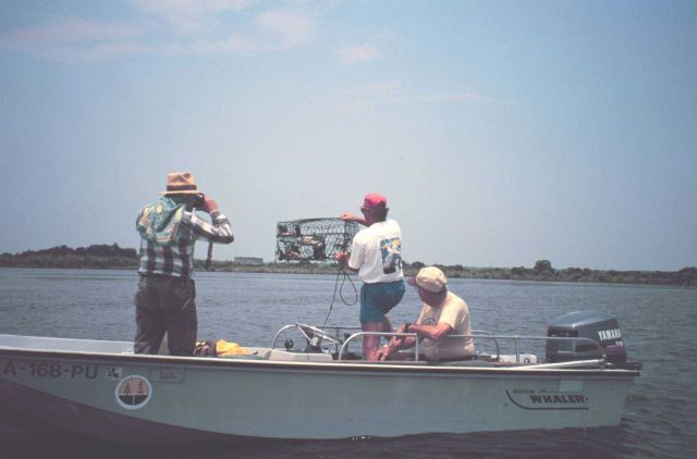 Louisiana Department of Natural Resources scientist observing crab catch. Picture