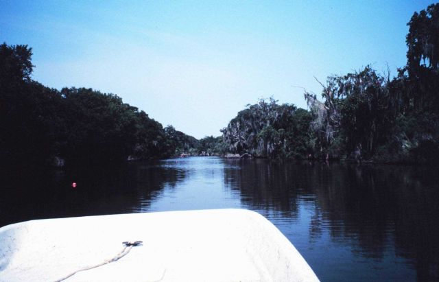 Live oak with spanish moss, a type of bromeliad related to pineapples along a canal south of New Orleans. Picture