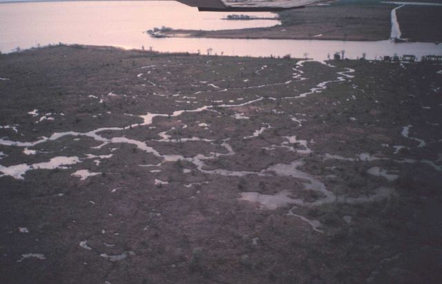 Cypress marsh at the edge of Lake Ponchartrain as seen from the air. Picture