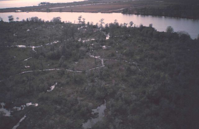 Cypress marsh at the edge of Lake Ponchartrain as seen from the air. Picture