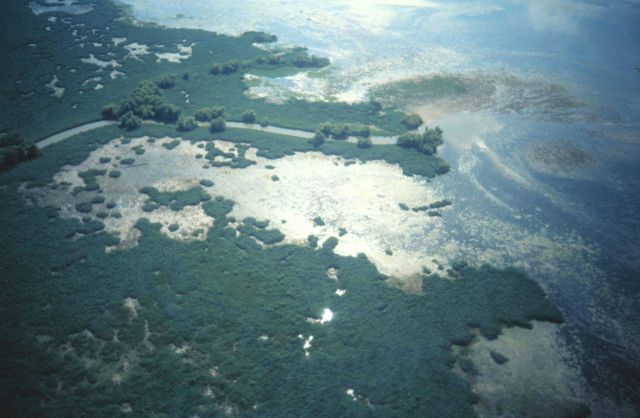 Aerial view of interior Mississippi Delta marshes Picture