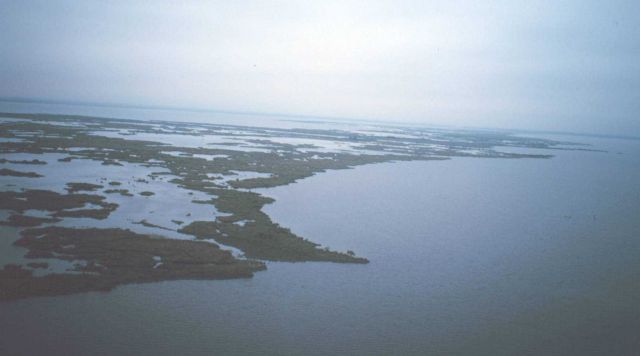 Eroding marsh peninsula between Bayous Perot and Rigolettes Picture