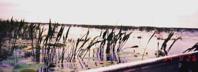 Freshwater vegetation on the Chenier Plain not far from Sabine River and Texas border. Picture