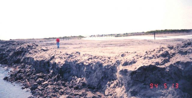 New land created by dredging operation behind temporary levee will be planted with Spartina alterniflora, smooth cordgrass, to form a new marsh area. Picture