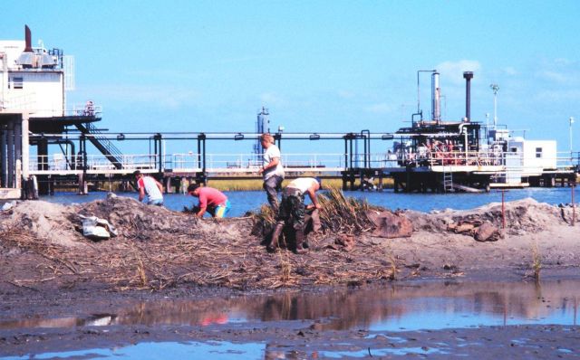 The Greenhill/East Timbalier workers bringing plants into dredge area Picture