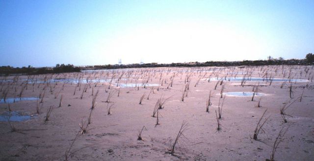The Greenhill/East Timbalier newly created marsh with just planted Spartina alterniflora Picture