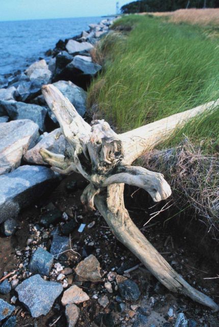 Rock seawall to mitigate erosion and driftwood at the south end of Tilghman Island. Picture