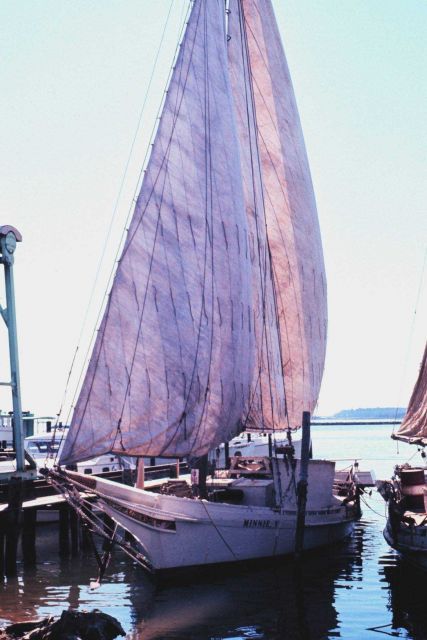 Sailing oyster dredgers drying their sails alongside the dock. Picture