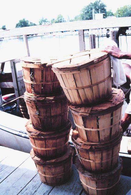 Bushels of blue crabs, bounty of the bay. Picture